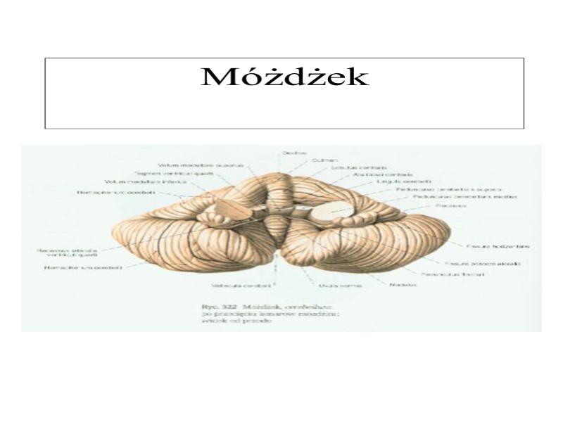 Móżdżek